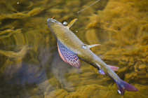 foto/diskuze/z_lovu/2012/th-img50430.jpg