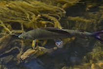 foto/diskuze/z_lovu/2012/th-img50433.jpg