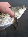 foto/diskuze/z_lovu/2012/th-img50438.jpg