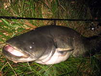 foto/diskuze/z_lovu/2012/th-img50477.jpg
