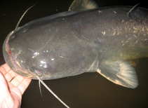 foto/diskuze/z_lovu/2012/th-img50478.jpg