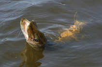 foto/diskuze/z_lovu/2012/th-img50482.jpg