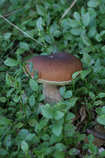 foto/diskuze/z_lovu/2012/th-img50483.jpg