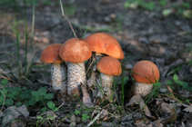 foto/diskuze/z_lovu/2012/th-img50484.jpg