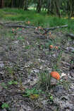 foto/diskuze/z_lovu/2012/th-img50485.jpg