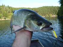 foto/diskuze/z_lovu/2012/th-img50506.jpg