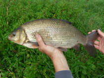 foto/diskuze/z_lovu/2012/th-img50515.jpg