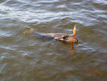 foto/diskuze/z_lovu/2012/th-img50529.jpg