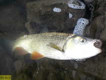 foto/diskuze/z_lovu/2012/th-img50552.jpg