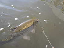 foto/diskuze/z_lovu/2012/th-img50554.jpg