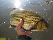 foto/diskuze/z_lovu/2012/th-img50555.jpg