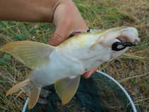foto/diskuze/z_lovu/2012/th-img50584.jpg