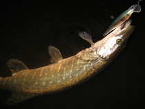 foto/diskuze/z_lovu/2012/th-img50588.jpg