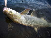 foto/diskuze/z_lovu/2012/th-img50592.jpg