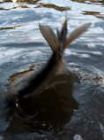 foto/diskuze/z_lovu/2012/th-img50594.jpg