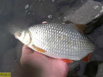 foto/diskuze/z_lovu/2012/th-img50622.jpg