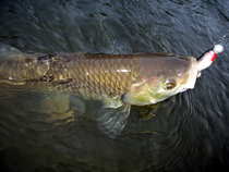 foto/diskuze/z_lovu/2012/th-img50651.jpg