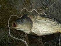 foto/diskuze/z_lovu/2012/th-img50660.jpg