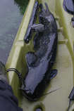 foto/diskuze/z_lovu/2012/th-img50663.jpg