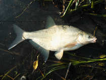 foto/diskuze/z_lovu/2012/th-img50666.jpg