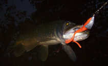 foto/diskuze/z_lovu/2012/th-img50671.jpg