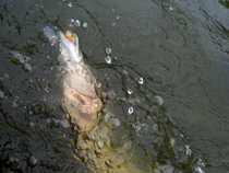 foto/diskuze/z_lovu/2012/th-img50673.jpg