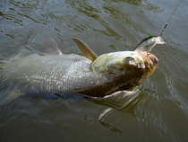 foto/diskuze/z_lovu/2012/th-img50675.jpg