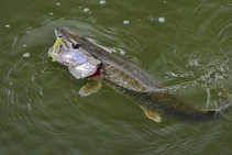 foto/diskuze/z_lovu/2012/th-img50686.jpg