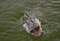 foto/diskuze/z_lovu/2012/th-img50687.jpg