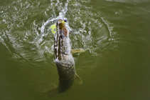 foto/diskuze/z_lovu/2012/th-img50688.jpg