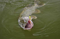 foto/diskuze/z_lovu/2012/th-img50689.jpg