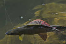 foto/diskuze/z_lovu/2012/th-img50691.jpg