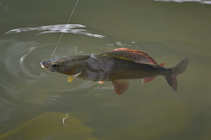 foto/diskuze/z_lovu/2012/th-img50692.jpg