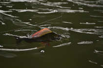 foto/diskuze/z_lovu/2012/th-img50693.jpg