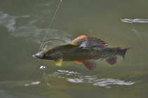 foto/diskuze/z_lovu/2012/th-img50694.jpg