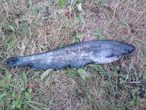 foto/diskuze/z_lovu/2012/th-img50701.jpg