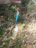 foto/diskuze/z_lovu/2012/th-img50702.jpg
