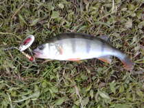 foto/diskuze/z_lovu/2012/th-img50704.jpg