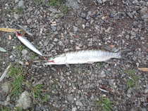 foto/diskuze/z_lovu/2012/th-img50705.jpg