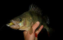 foto/diskuze/z_lovu/2012/th-img50734.jpg
