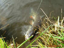 foto/diskuze/z_lovu/2012/th-img50736.jpg