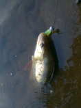 foto/diskuze/z_lovu/2012/th-img50749.jpg