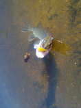 foto/diskuze/z_lovu/2012/th-img50750.jpg