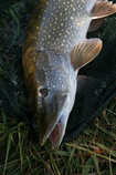 foto/diskuze/z_lovu/2012/th-img50755.jpg