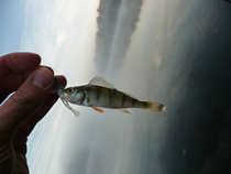 foto/diskuze/z_lovu/2012/th-img50762.jpg