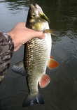foto/diskuze/z_lovu/2012/th-img50767.jpg