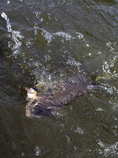 foto/diskuze/z_lovu/2012/th-img50770.jpg