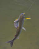 foto/diskuze/z_lovu/2012/th-img50787.jpg