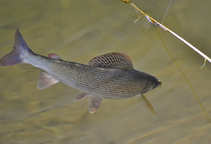 foto/diskuze/z_lovu/2012/th-img50788.jpg