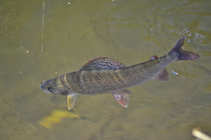 foto/diskuze/z_lovu/2012/th-img50789.jpg